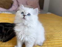 British longhair / scottish fold