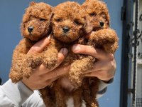 Tuvalet eğitimli yavru kore toy poodle