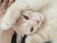 British shorthair hazır