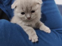 4 haftalık yavrularımısahiplendirmek istiyorum