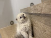 SCOTTISH FOLD BLUE POİNT YAVRULARIM