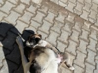 2 Dişi 1 erkek kangal yavruları