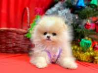 Safkan Pomeranian Boo Yavrularımız
