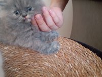 Kızımız 2,5 aylık british longhair