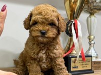 Süslü Bebek Poodle