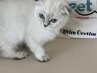 En güzel scottish fold yavrumuzu canlı görün