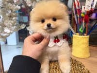 3 Aylık Pomeranian Krem - Beyaz Irk Ve Sağlık Garanti