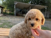 SÜTLÜ KAHVELİ MALTİPOO OĞLUMUZ