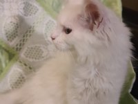 MAİNE COON YAVRU KEDİLERİMİZ