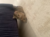 BRİTİSH SHORTHAİR KEDİMİZ