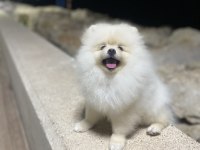 4 aylık erkek pomeranian yavru