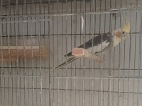 Eşe Hazır Erkek Ve Dişi Sultan Papağanı