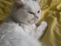 1 yaşında kısırlaştırılmış erkek british shorthair