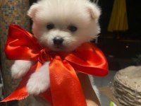 Pomeranian dişi 45 günlük
