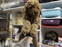 Toy Poodle Köpekler