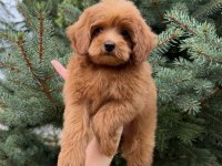 RED MALTİPOO