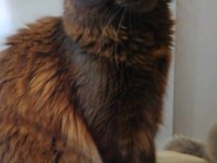 Xxxl Black Girl Maine Coon