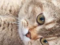 Aşıları Tam Scottish Fold