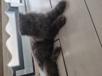 Dişi Scottish Longhair ücretsiz