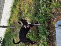 Köpeğime yuva arıyorum acil lütfen acil