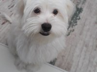 Dünya tatlısı maltese