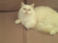 Yakışıklı İran Kedisi Oğlum
