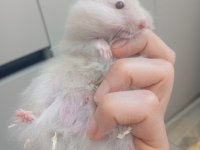 Hamster beyaz