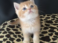 Safkan Ny12 golden bal british shorthair bebekler