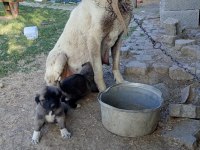 Sivastan has kangal yavruları