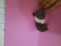 Sheltie guinea pig yavrumuz