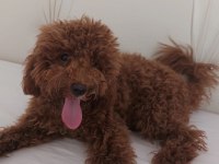 1.5 Aylık orj toy poodle yavruları