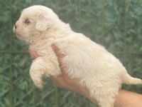 Maltipoo köpeği yavrularım
