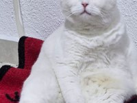 Bembeyaz mavi gözlü kedimizi ücretsiz sahiplendiriyoruz.