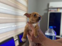Sahiplendirme chihuahua yavrular