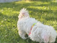 Maltese Terrier Yavru