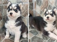 A KALİTE EMSALSİZ SAFKAN HUSKY YAVRULAR