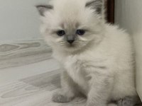 MUHTEŞEM GÜZELLİKTE BRİTİSH SHORTHAİR BLUE POİNT