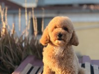 Üst kalite toy poodle
