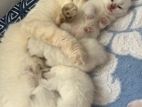 ANNESİNİN YANINDA 5 YAVRU KEDİMİZ