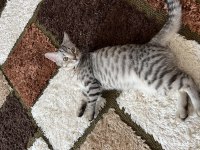 Ücretsiz sahiplendirilecek çok uysal sakin british shorthair
