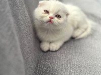 British Longhair Kızım