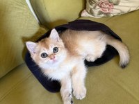 British shorthair