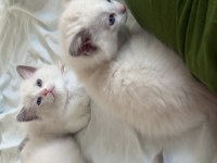 Ragdoll yavru kediler