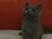 Dişi British Shorthair Yavrumuz Yenı Yuvasını Beklıyor