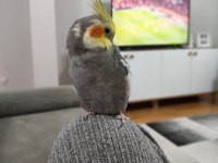Sultan papağanı 1 yaşında