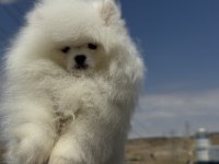 Petmode köpek çiftliğinden sçr li pomeranian