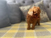 TÜY DÖKMEYEN HİPOALERJENİK TOY POODLE