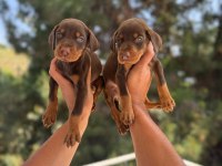 DOBERMAN YAVRULARIM SAĞLIK VE IRK GARANTİLİDİR