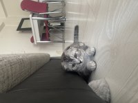 2,5 Aylık Orijinal Scottish Fold