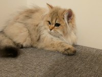 BRİTİSH LONGHAİR 5 AYLIK